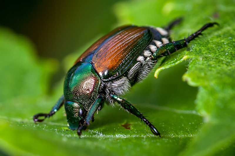 Una imagen horizontal de primer plano de un escarabajo japonés en una hoja verde representada en un fondo de enfoque suave.