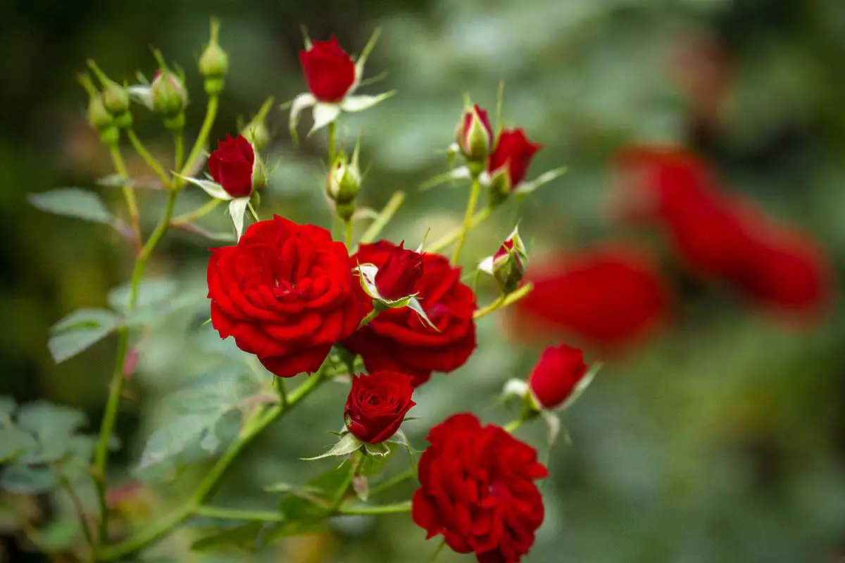 Un primer plano de las flores rojas brillantes de un rosal, con tallos verdes y capullos sin abrir, sobre un fondo verde suave.
