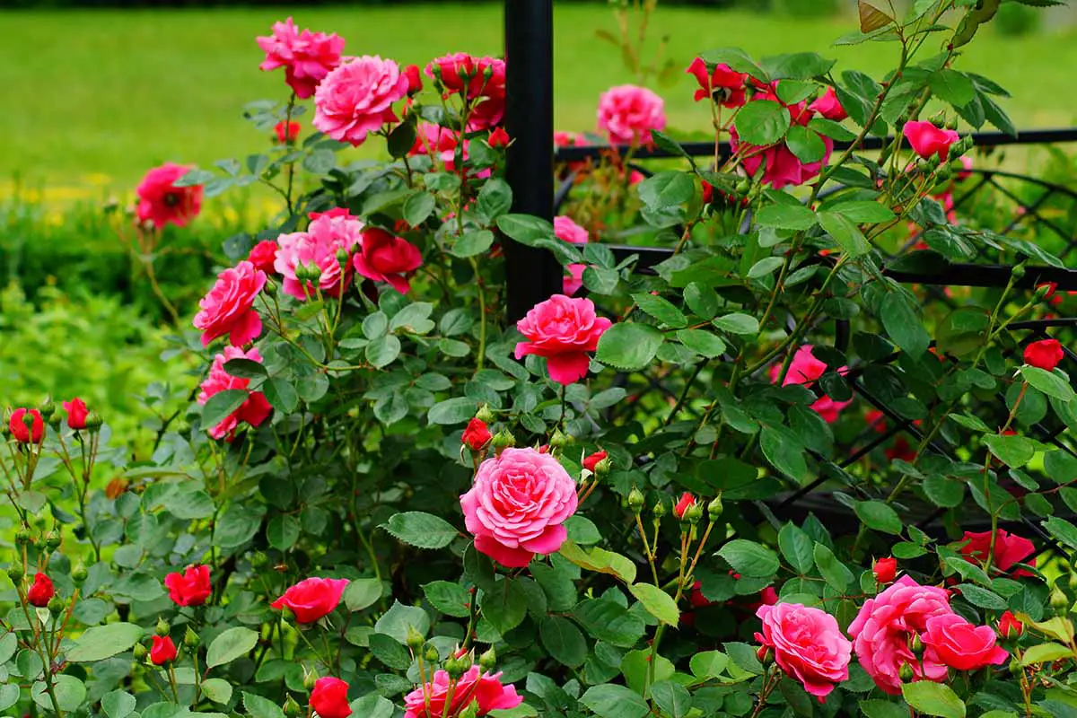 Una imagen horizontal de primer plano de rosas rosadas que crecen en el jardín apoyadas por una valla metálica.