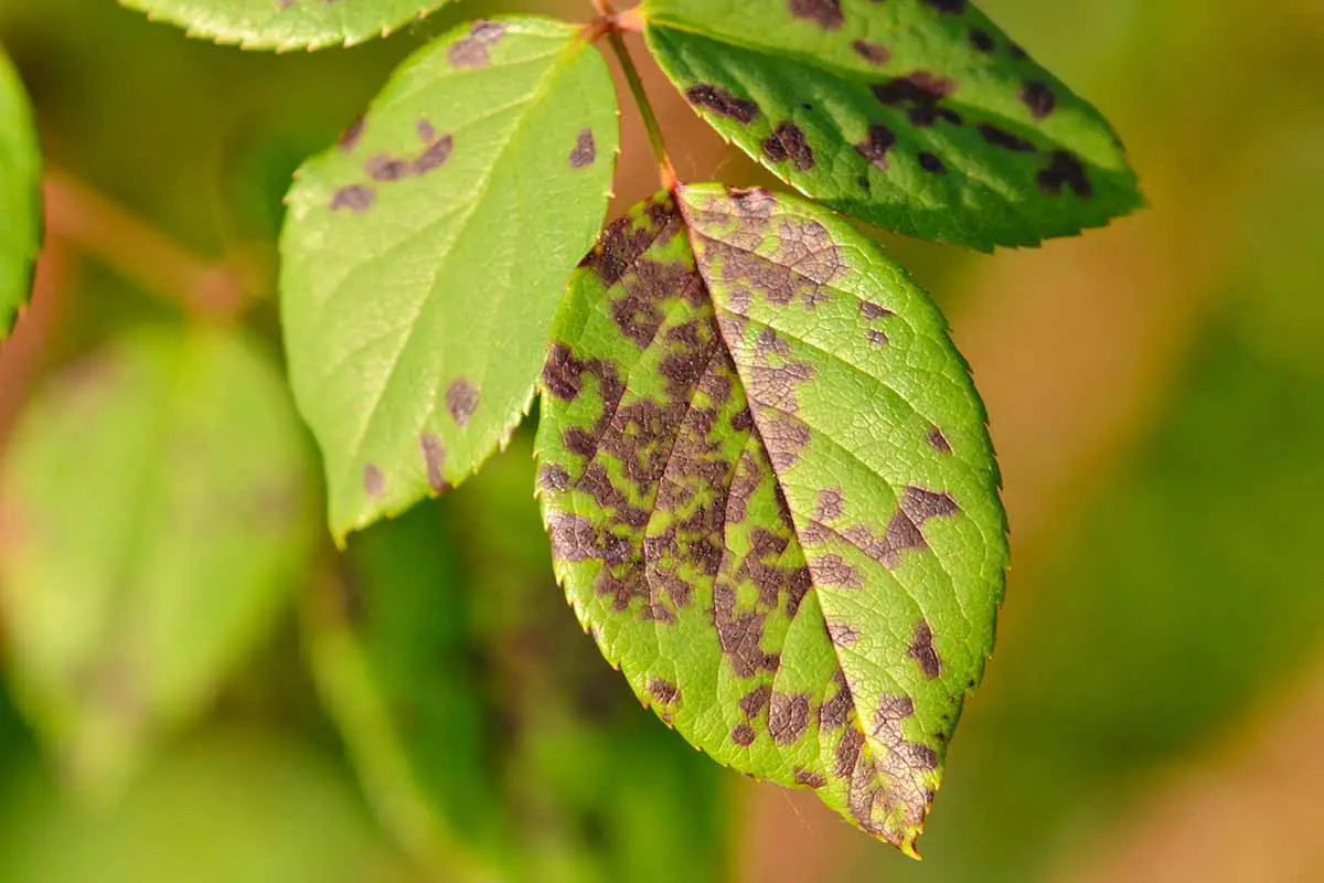Una imagen horizontal de primer plano de los síntomas del mildiú velloso en el follaje de rosas representado en un fondo de enfoque suave.