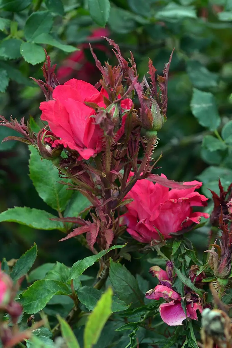 Una imagen vertical de una planta que sufre de la enfermedad de la roseta de rosas, con tallos y follaje de color rojo oscuro y muchas espinas nuevas y diminutas, sobre un fondo verde de enfoque suave.
