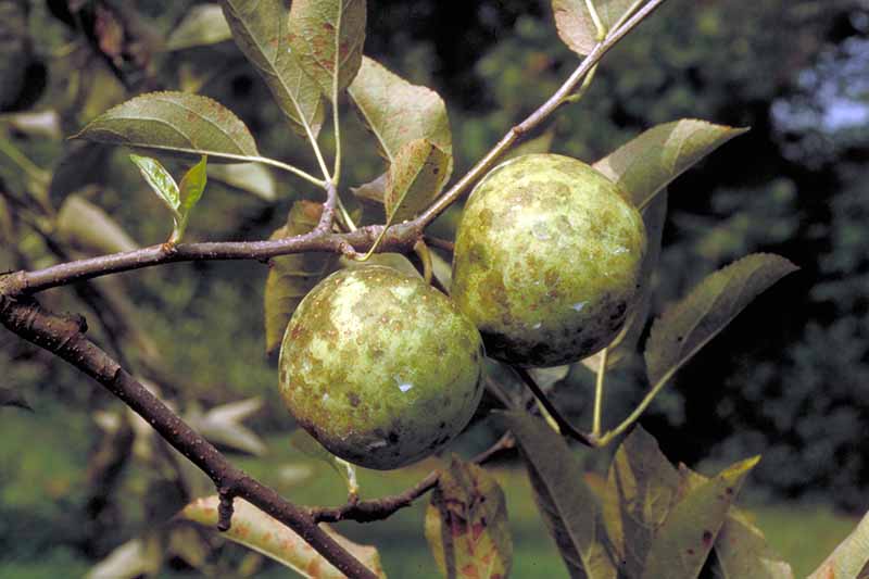 Una imagen horizontal de cerca de las manzanas que crecen en el árbol que sufre de una mancha de hollín en un fondo de enfoque suave.
