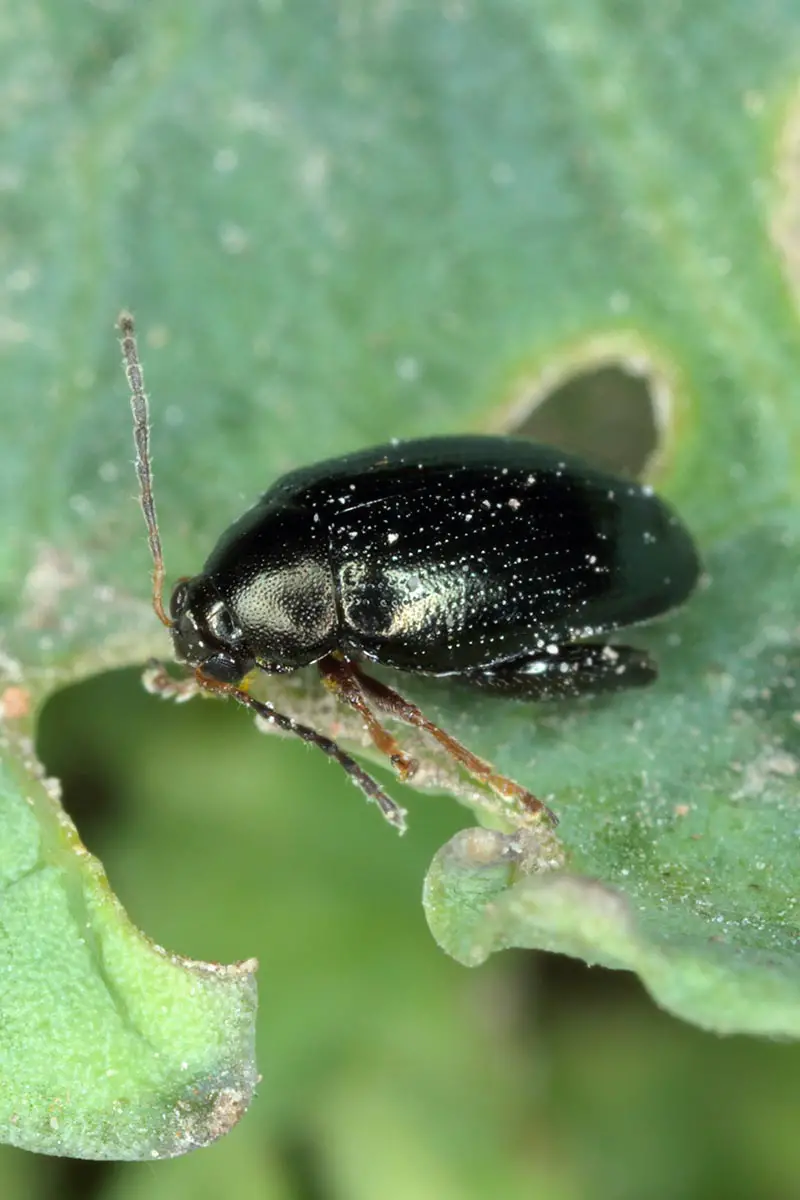 Una imagen vertical de cerca de un escarabajo pulga de repollo comiendo una hoja verde.