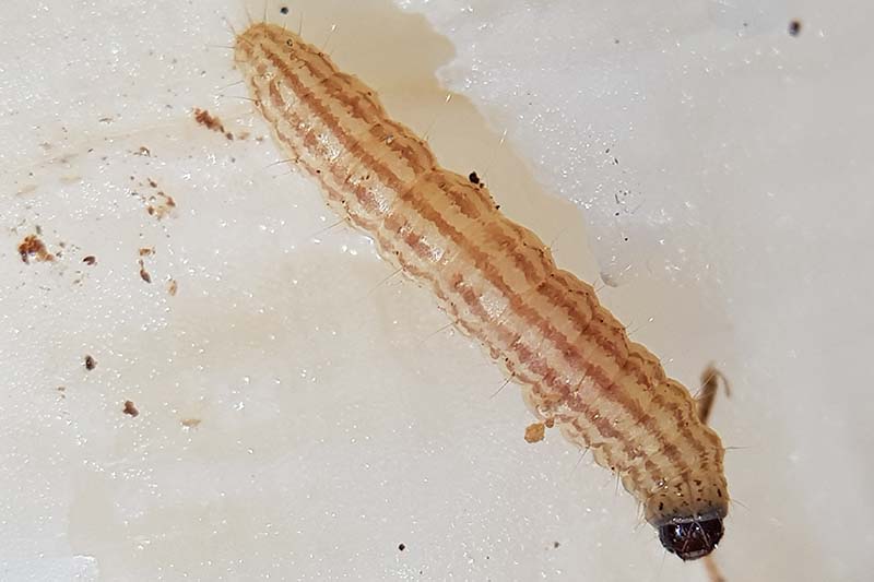Una imagen horizontal de primer plano de las larvas de un gusano web de col sobre un fondo blanco.