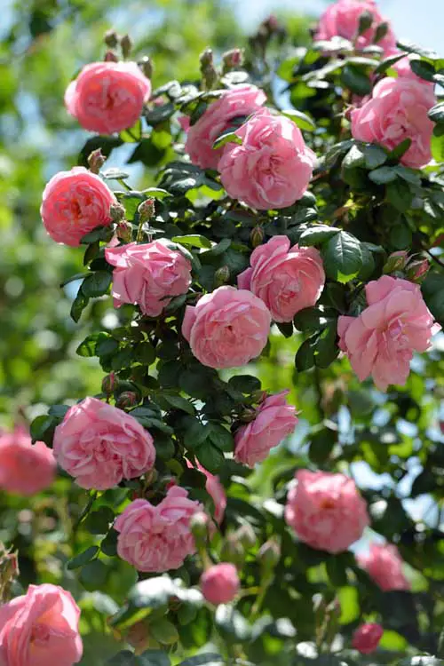 Una imagen vertical de rosas trepadoras rosas en plena floración en un día soleado, con el cielo azul de fondo.