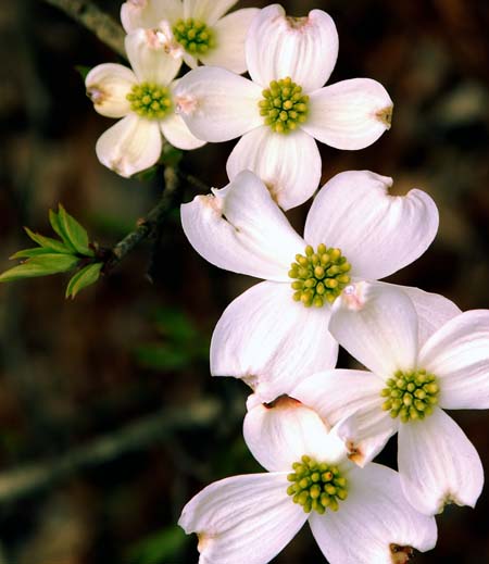 Flores de cornejo, con cuatro pétalos de color rosa pálido y centros verdes.