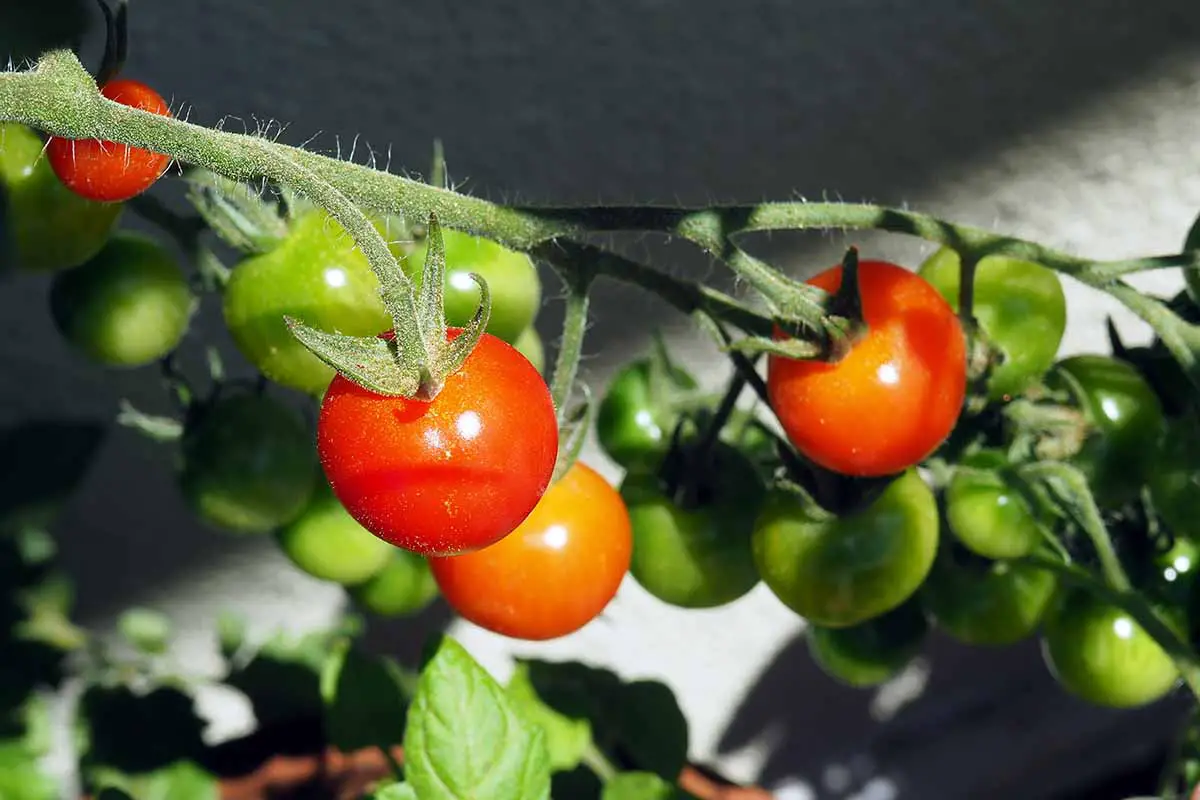 Una imagen horizontal de primer plano de tomates verdes y rojos madurando en la vid representada en un fondo oscuro y suave.