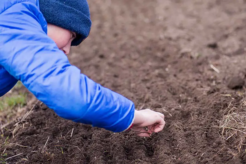 Un primer plano de una persona desde la izquierda del marco sembrando cuidadosamente semillas en suelo recién rastrillado.