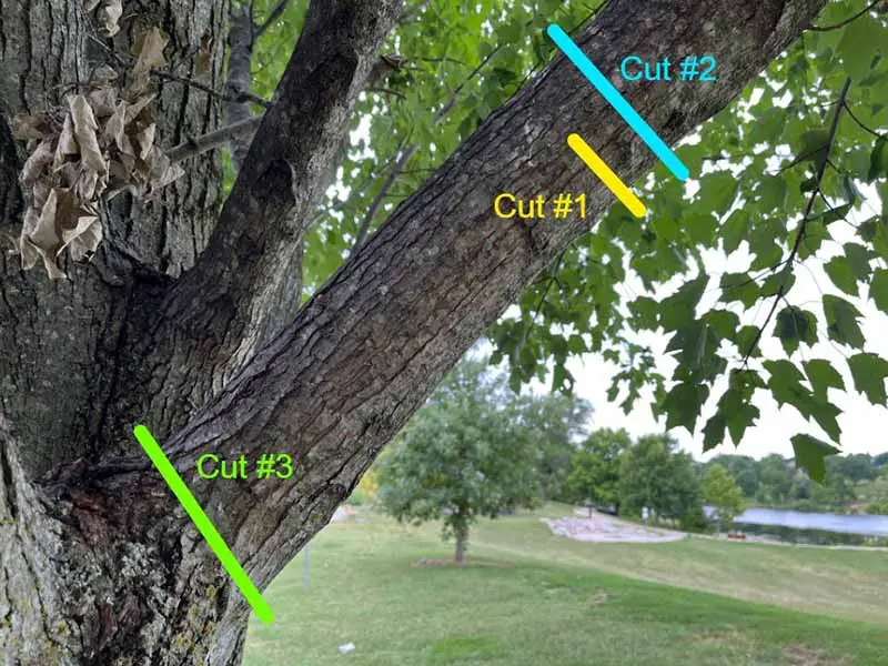 Una imagen horizontal de primer plano de una imagen anotada de un árbol que muestra los lugares para cortar.