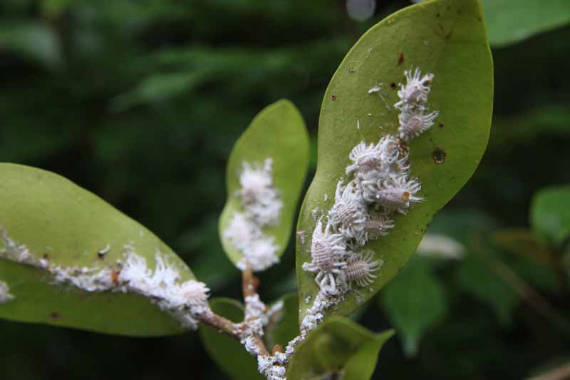 Una imagen horizontal de primer plano de una colonia de cochinillas que infestan la parte inferior de las hojas representadas en un fondo de enfoque suave.