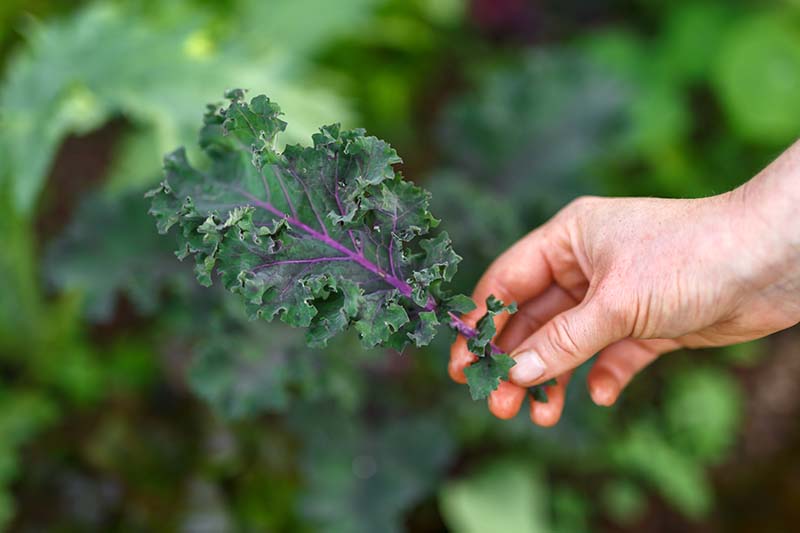Un primer plano de una mano desde la derecha del marco que sostiene una hoja de Brassica oleracea recién cosechada, con característicos bordes con volantes de color verde oscuro y un tallo y venas de color púrpura.  El fondo es verde en foco suave.