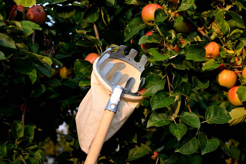 Una imagen horizontal de primer plano de una ayuda de cosecha telescópica para ayudar a eliminar la fruta de la parte superior de un árbol grande.  En el fondo hay frutas maduras y follaje fotografiado a la luz del sol con un enfoque suave.