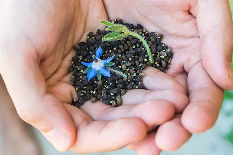 Un primer plano de manos sosteniendo semillas de Borago officinalis con una pequeña flor, sobre un fondo de enfoque suave.
