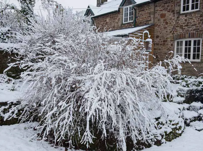Una imagen horizontal de primer plano de un gran arbusto perenne cubierto de nieve fuera de una casa de piedra.