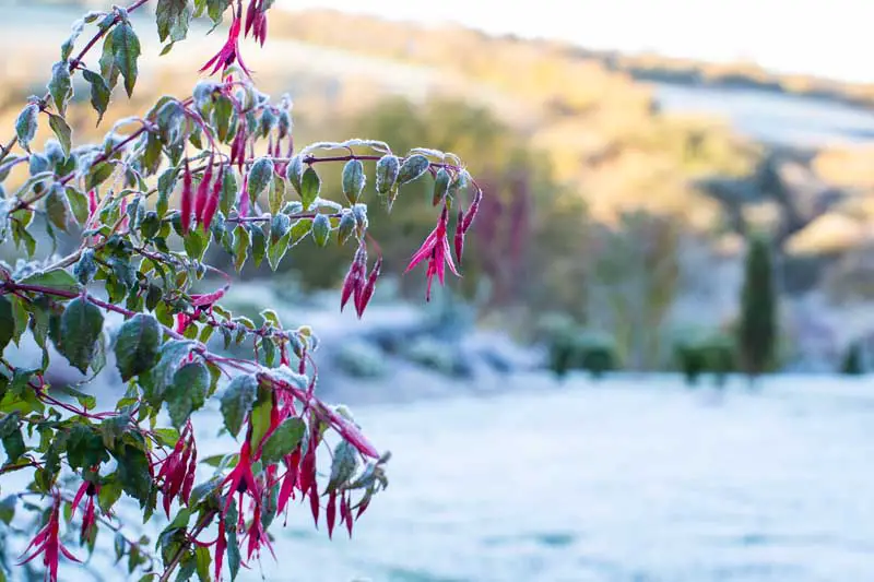 Una imagen horizontal de cerca de una planta con flores de color rojo brillante y follaje verde claro cubierto de escarcha.  En el fondo hay un paisaje invernal en un enfoque suave fotografiado a la luz del sol.