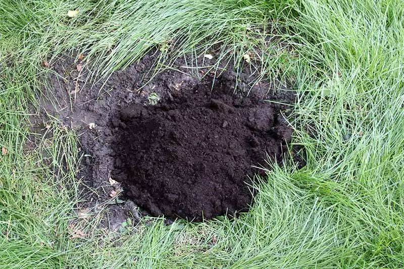 Una imagen horizontal de primer plano de un agujero en el jardín rodeado de césped cubierto.