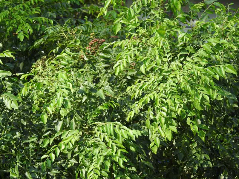 Una imagen horizontal de cerca de árboles de hoja de curry que crecen al aire libre, fotografiados bajo un sol brillante.