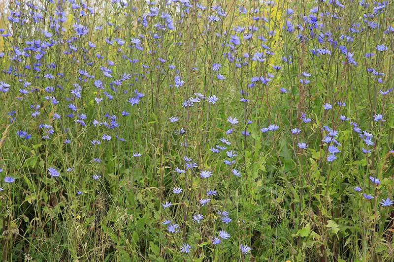 Un prado de Cichorium intybus silvestre que crece a la luz del sol con flores de color azul brillante sobre tallos largos.