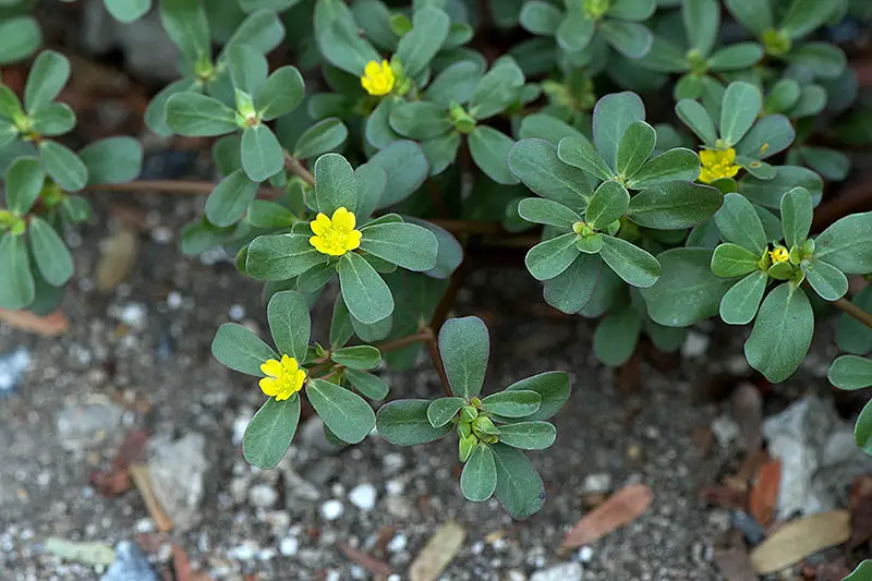 Un primer plano de las hojas verdes y las pequeñas flores amarillas de la planta Portaluca oleracea que crece en el jardín.