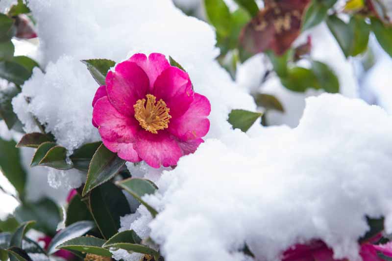 Una imagen horizontal de cerca de una flor de camelia rosa que crece en la nieve.