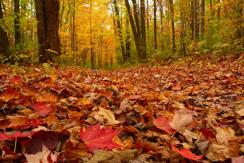 Una imagen horizontal del suelo de un bosque cubierto por hojas de otoño, ilustrada con un sol otoñal claro.