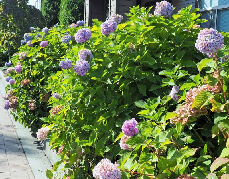 Un seto hecho con arbustos de hortensia de hoja ancha con flores de color púrpura.