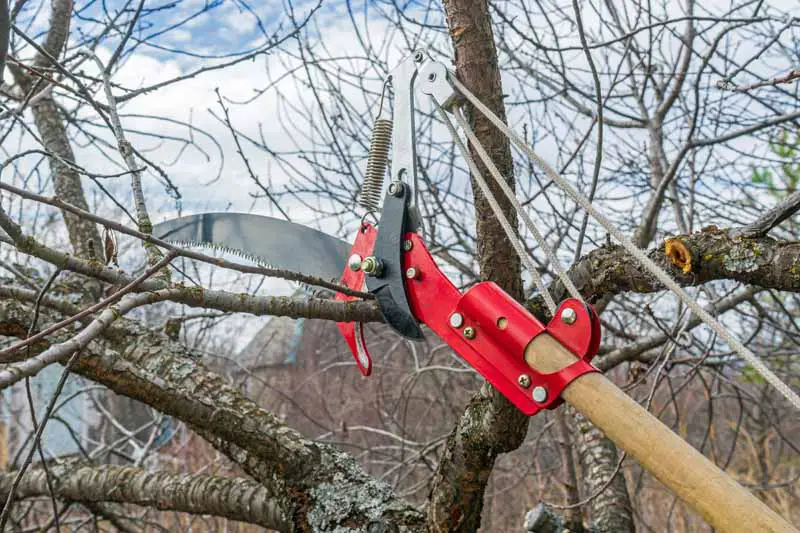 Se está utilizando un par de podaderas para cortar las ramas débiles de un cerezo.
