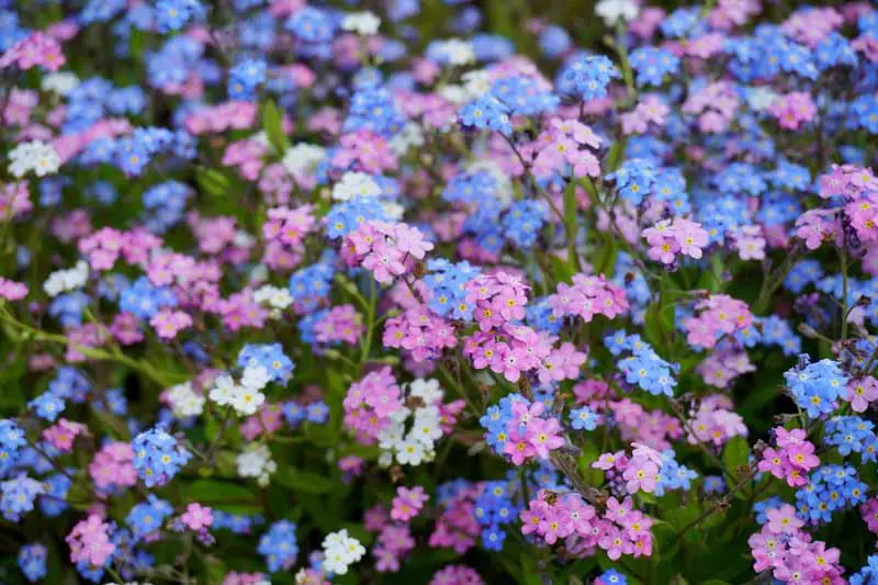 Una imagen horizontal de una plantación masiva de flores nomeolvides rosas, blancas y azules (Myosotis sylvatica).