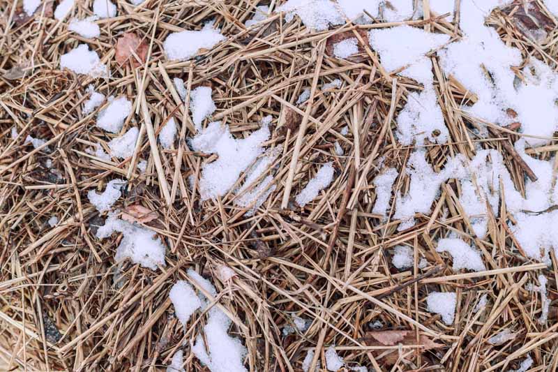 Una imagen horizontal de primer plano de un montón de mantillo de heno con una ligera capa de nieve.