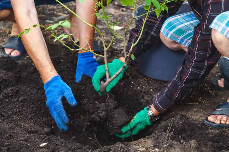 Two pairs of human arms and hands move a small rose bush into a hole for a fall transplant.
