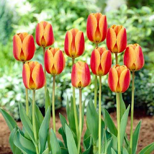 Un primer plano de un racimo de tulipanes 'Apeldoorn Elite' con un bonito color naranja y rojo, que contrasta con el follaje verde claro, que crece en el jardín a la luz del sol sobre un fondo de enfoque suave.