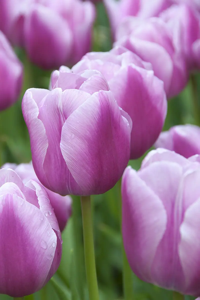 Una imagen vertical de primer plano de tulipanes 'Aafke' de color rosa claro y violeta que crecen en el jardín, desvaneciéndose a un enfoque suave en el fondo.