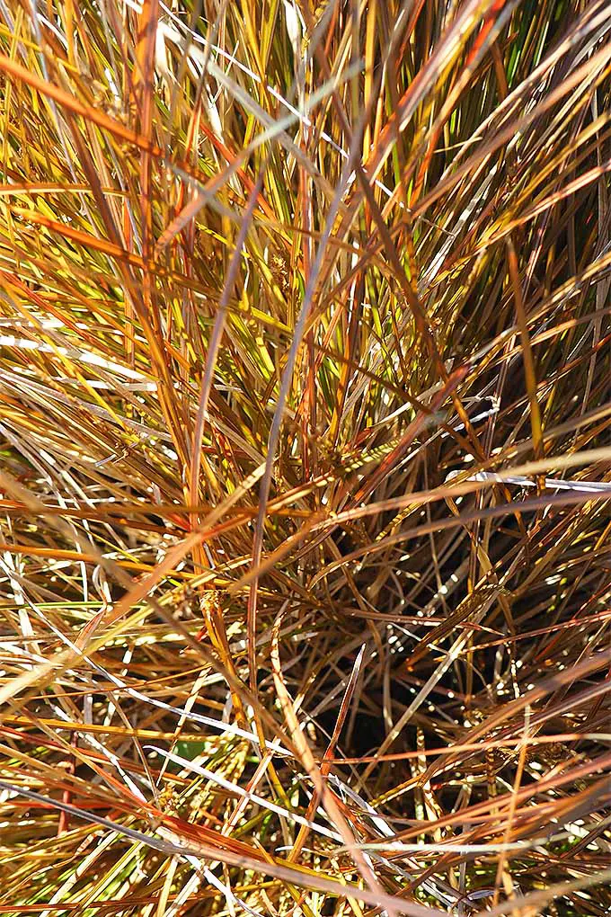 Hierba ornamental de color marrón rojizo en otoño.