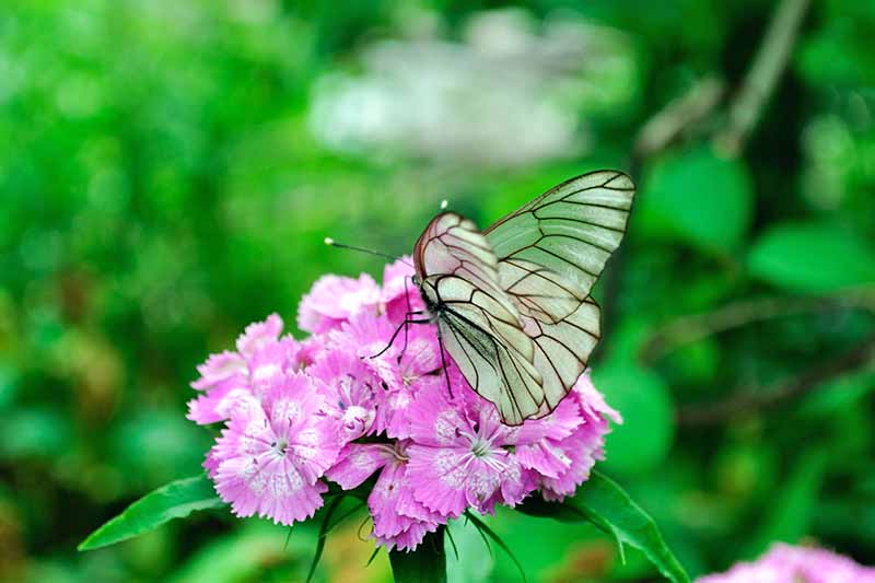 Una mariposa blanca Aporia crataegi poliniza una flor rosa y blanca de Dianthus barbatus, con un fondo verde en un enfoque poco profundo.