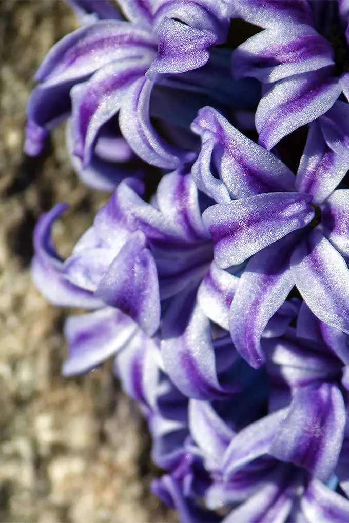 Primer plano extremo de flores de jacinto púrpura, mostrando las flores individuales.