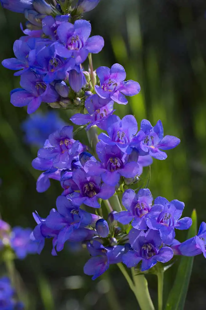 ¿Buscas agregar algunas flores azules a tus macizos de flores?  Compartimos los detalles de este hermoso pensamiento de Wasatch y otras 10 flores silvestres nativas: 