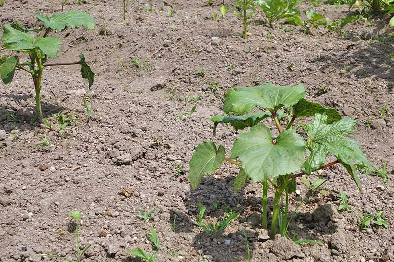 Una planta joven de okra en el centro inferior derecho de la fotografía está rodeada de tierra seca.  Varias malezas están presentes y otras plantas de okra están en el fondo.