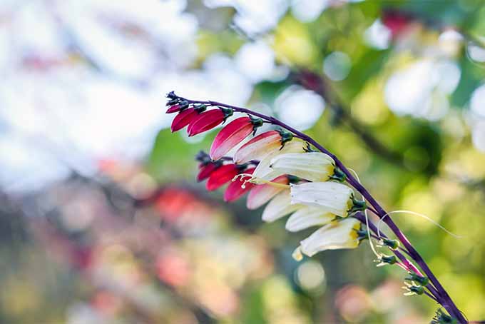 Un primer plano de una rama de vid de petardo con flores rojas y blancas representadas a la luz del sol sobre un fondo de enfoque suave.