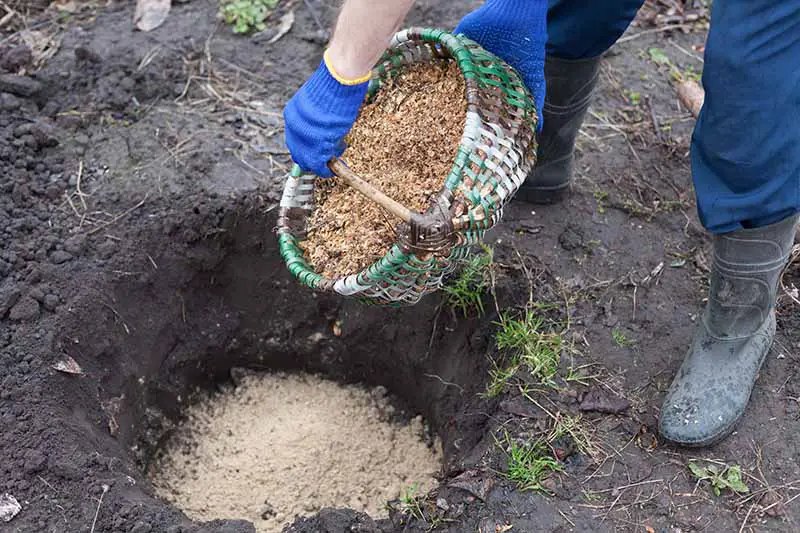 Una imagen horizontal de primer plano de un jardinero que vierte aserrín en un agujero excavado en el jardín antes de plantar.