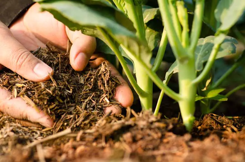 Primer plano de manos humanas que agregan compost a las plantas de brassica a fines del otoño.