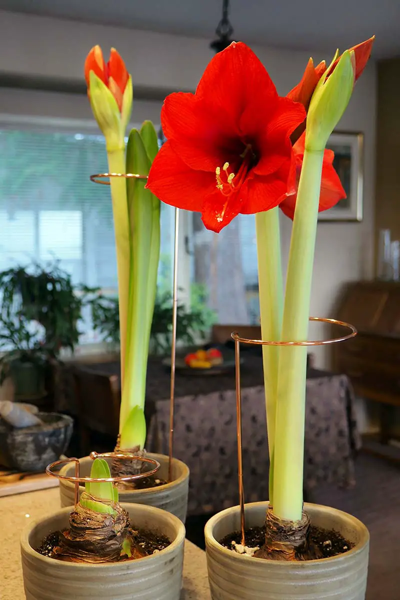 Una imagen vertical de primer plano de bucles de metal ajustables que se utilizan para sostener los largos tallos de flores de amaryllis.