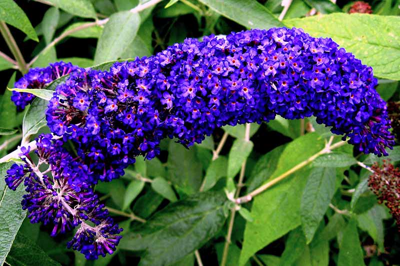 Una imagen horizontal de primer plano de las flores 'Adonis Blue' que crecen en el jardín con follaje en un enfoque suave en el fondo.