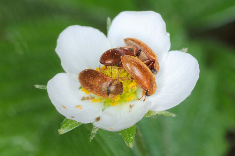 Cuatro escarabajos de frambuesa Butyrus tomentosus en una flor blanca