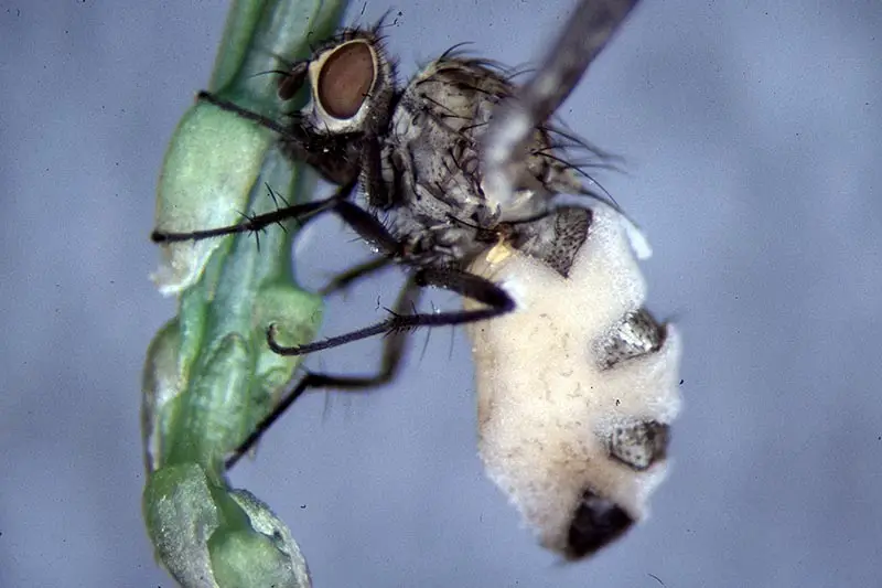 Un primer plano de una mosca de gusano de maíz de semilla, Delia platura alimentándose de una planta representada en un fondo azul de enfoque suave.