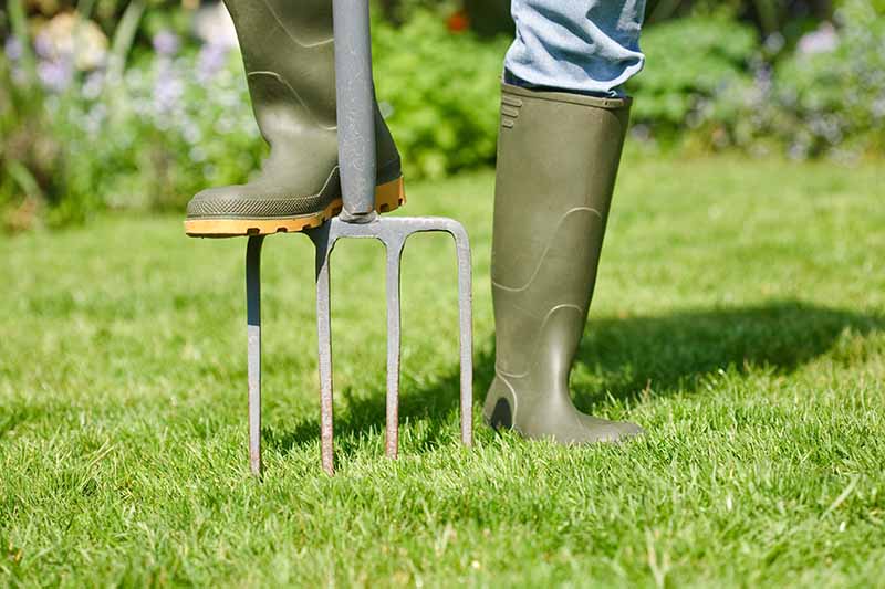 Un primer plano de las piernas de una persona que usa botas verdes con un pie en una horquilla de jardín empujándola hacia un césped verde y exuberante, bajo un sol brillante.  En el fondo hay vegetación en foco suave.