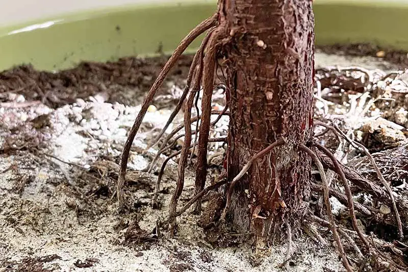 Una imagen horizontal de primer plano de una higuera de hoja de violín que crece en una maceta con raíces aéreas que crecen desde el tallo de la planta hacia abajo en el suelo.