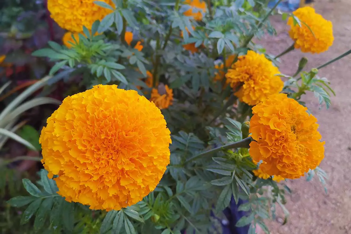 Una imagen horizontal de flores naranjas brillantes de Tagetes erecta que crecen al lado de un camino.