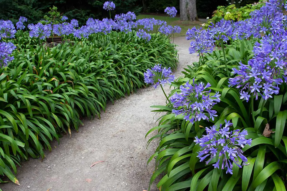 Una imagen horizontal de un camino flanqueado por agapantos en flor.