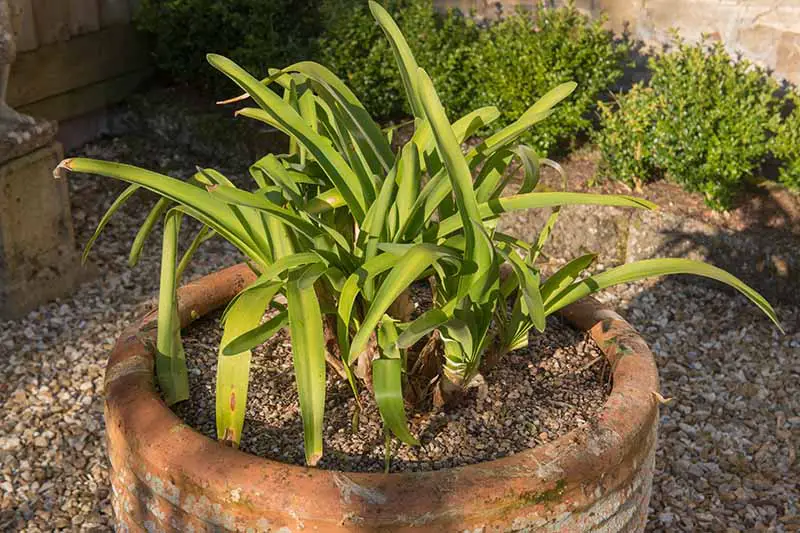 Un primer plano de una planta joven de agapanthus que crece en una maceta de terracota, colocada sobre una superficie de grava con arbustos en un enfoque suave en el fondo, fotografiada con un sol brillante y filtrado.