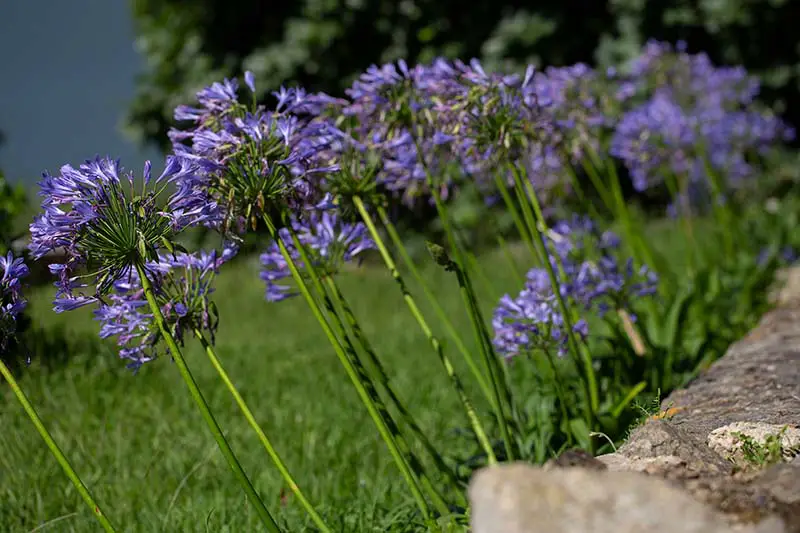 Una imagen horizontal de primer plano de flores violetas que crecen en el jardín junto a un muro de piedra con un césped de enfoque suave en el fondo.